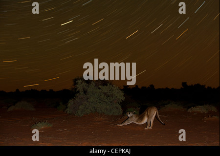 Lion Lioness water dawn fields Stock Photo