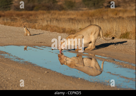 Lion Lioness water dawn fields Stock Photo