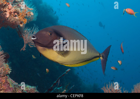 Sleek Unicornfish at Cleaning Station, Naso hexacanthus, Baa Atoll, Indian Ocean, Maldives Stock Photo