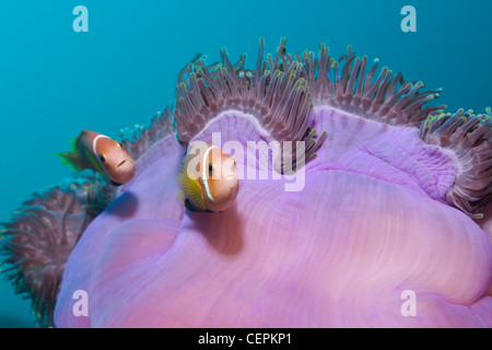Pair of Maldives Anemonefish in Magnificent Sea Anemone Amphiprion nigripes Heteractis magnifica Baa Atoll Maldives Stock Photo