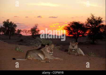 Lion Lioness water dawn fields Stock Photo