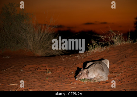 Lion Lioness water dawn fields Stock Photo