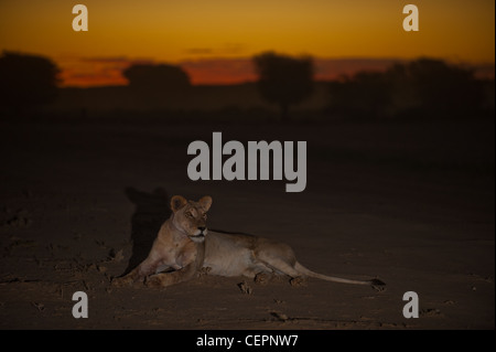 Lion Lioness water dawn fields Stock Photo