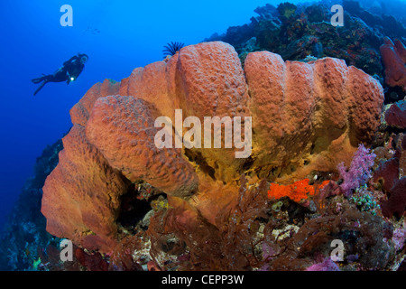 Ligament Sponge in Coral Reef, Diacarnus spinipoculum, Halmahera, Moluccas, Indonesia Stock Photo