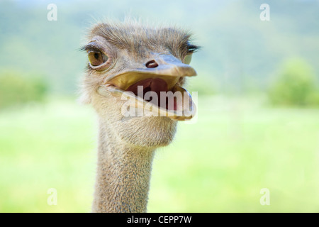 close up of ostrich