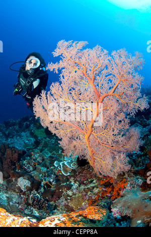 Sea Fan and Scuba Diver, Melithaea sp., Halmahera, Moluccas, Indonesia Stock Photo