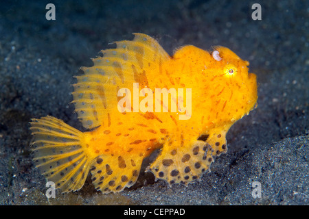 Striated Frogfish, Antennarius striatus, Lembeh Strait, Sulawesi, Indonesia Stock Photo