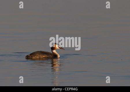 Great Crested Grebe Haubentaucher Podiceps cristatus Stock Photo