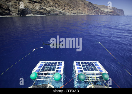 Cage diving with Great White Shark, Carcharodon carcharias, Guadalupe, Baja California, Pacific Ocean, Mexico Stock Photo