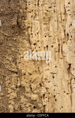 Damage to timber caused by severe woodworm (Anobium punctatum) infestation Stock Photo