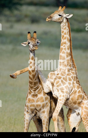 Giraffa camelopardalis Giraffe African even-toed ungulate mammal tallest living mammal extremely long neck and legs Stock Photo