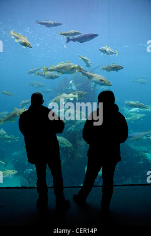 Aquarium of Alesund, Gadus morhua, Atlantic Ocean, Norway Stock Photo