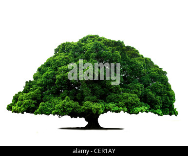 Green old banyan tree isolated on white background Stock Photo