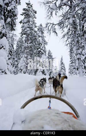 Siberian Husky Sled Dogs, Canis lupus familiaris, Lapland, Finland Stock Photo