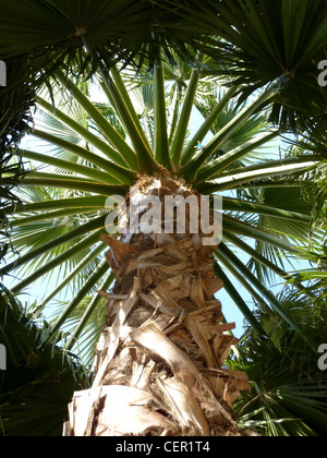 Palm tree viewed from down of the trunk and under big and long green leaves