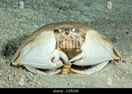 Giant Box Crab eating Shell, Calappa calappa, Tubbataha Reef, Sulu Sea, Philippines Stock Photo