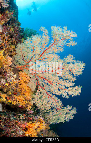 Big Sea Fan in Coral Reef, Melithaea sp., Tubbataha Reef, Sulu Sea, Philippines Stock Photo