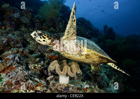 Hawksbill Turtle, Eretmochelys imbricata, Tubbataha Reef, Sulu Sea, Philippines Stock Photo