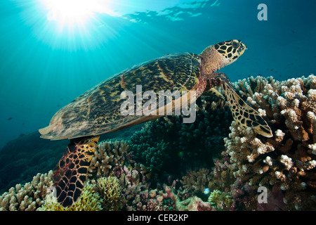 Hawksbill Turtle, Eretmochelys imbricata, Tubbataha Reef, Sulu Sea, Philippines Stock Photo