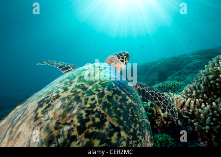 Hawksbill Turtle, Eretmochelys imbricata, Tubbataha Reef, Sulu Sea, Philippines Stock Photo