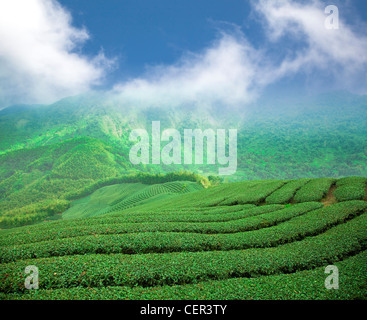 tea plantation on the high mountain valley Stock Photo