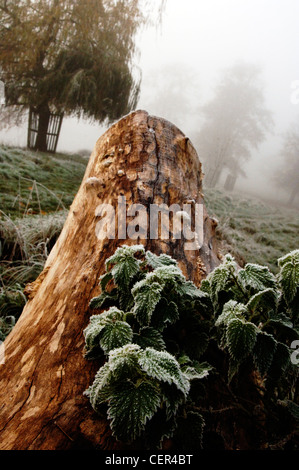 Frosty, foggy morning in Home Park. Stock Photo