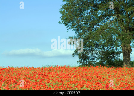 Field of poppies. Although it is more common to find red poppies, there are also white, pink,  yellow, orange and blue poppies. Stock Photo