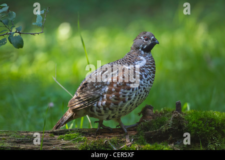 Haselhuhn Hazel Grouse Hazel Hen Tetrastes bonasia Stock Photo