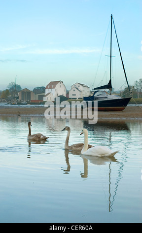 Swans swimming on the River Deben with a view to Woodbridge Tide Mill. Stock Photo
