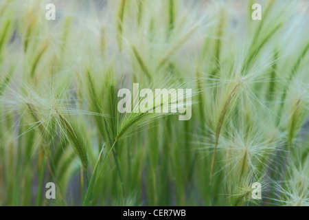 Wild grasses and foxtail barley grow in the sun of the forest floor Stock Photo