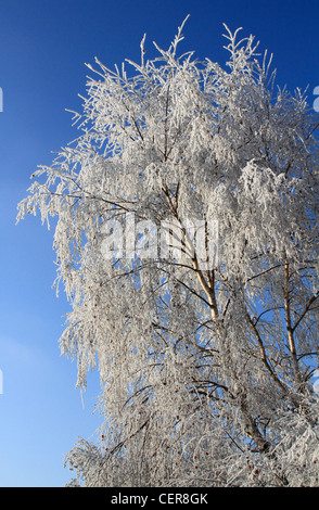 European White Birch trees (Betula pendula) in France Stock Photo - Alamy