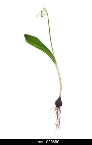 snowdrop with whole bulb isolated on white background Stock Photo