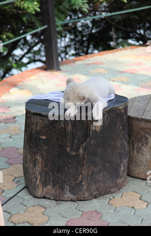 Baby white tiger sleeps on a trunk in Zoo. He is tired and just resting. He is cute. It's for tourist for pictures. Like Kitten Stock Photo