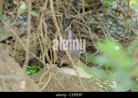 Unadorned Rock Wallaby Petrogale inornata Mother with joey in pouch Photographed in Queensland, Australia Stock Photo