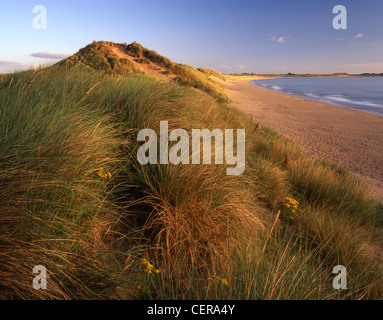 Early morning in the high dunes of Beadnell Bay. The beach was awarded the Blue flag rural beach award in 2005. Stock Photo