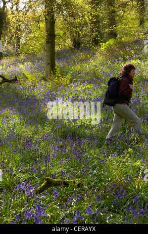 a woman hiking through a wood amongst bluebells, Batcombe, Dorset, England, UK. (MR) Stock Photo