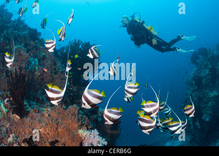 Scuba Diver and Pennant Bannerfish, Heniochus diphreutes, North Male Atoll, Indian Ocean, Maldives Stock Photo