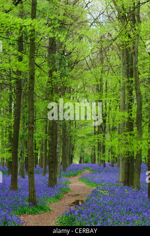 A path leading through Dockey Wood carpeted with Bluebells, on the Ashridge Estate. Stock Photo