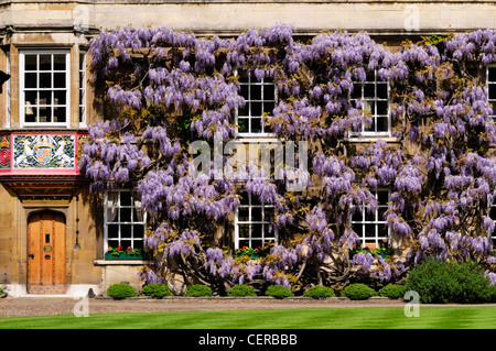Wisteria growing on one of the original 15th/ 16th century buildings in First Court at Christ's College, a constituent college o Stock Photo