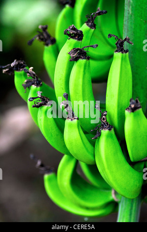 Stalk of bananas, still green and unripe Stock Photo