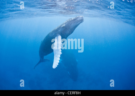 A Humpback whale calf, Megaptera novaeangliae, surfaces to breathe while its mother rests below. Stock Photo
