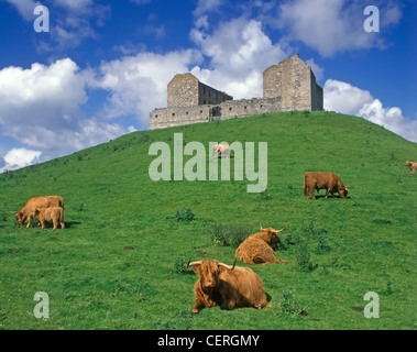 Highland cattle grazing at Ruthven Barracks. Stock Photo