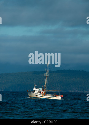 Herring fishing boats working the Georgia Straight, Vancouver Island. BC Canada. SCO 8035 Stock Photo