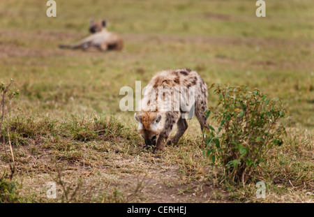 Kenya - Masai Mara - Spotted Hyena Cub - Early Morning Stock Photo