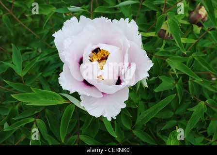 Single flower of peony against green leaves. Stock Photo
