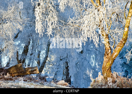 Severe frost Oat Hill area in early winter Cannock Chase Country Park AONB (area of outstanding natural beauty) in Staffordshire Stock Photo