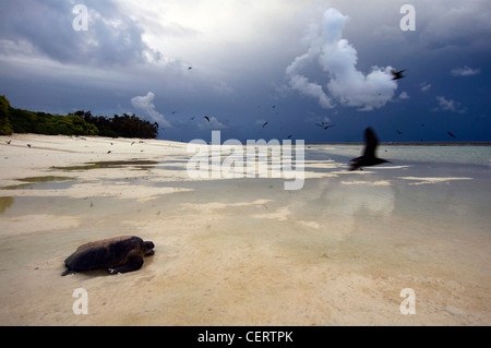 Green turtle (Chelonia mydas) heading back to sea after nesting through a stormy dawn, North West Island, Great Barrier Reef Stock Photo