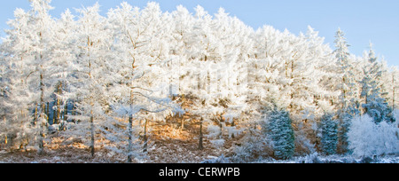 Severe frost clings to Larch trees foor of Harts Hill in early winter on Cannock Chase AONB (area of outstanding natural beauty) Stock Photo