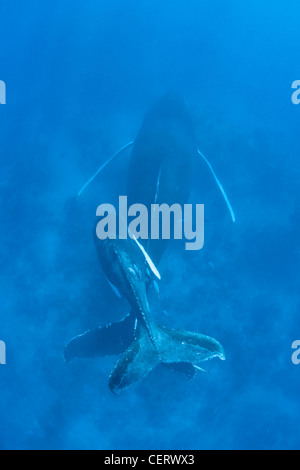 A young Humpback whale calf, Megaptera novaeangliae, swims over its mother as she rests near the bottom. Stock Photo