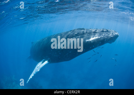 A full grown female Humpback whale, Megaptera novaeangliae, rises to the surface to breathe. Her calf is nearby. Stock Photo